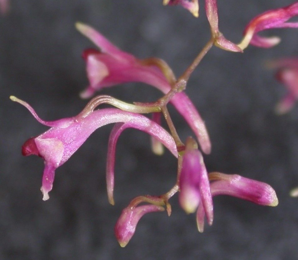 Diadenium micranthum TWO SPIKES rare Peruvian Miniature Orchid Species