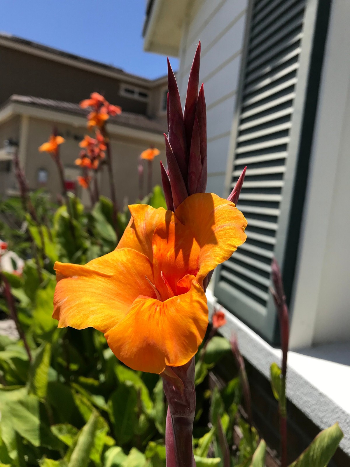 Canna Lily Pretoria / Bengal Tiger: Variegated Green Foliage – 2-Rhizomes