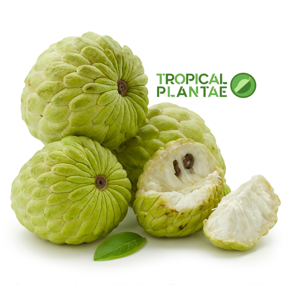 Sugar Apple Tree Seedling (Annona squamosa) Live Tropical Fruit Tree