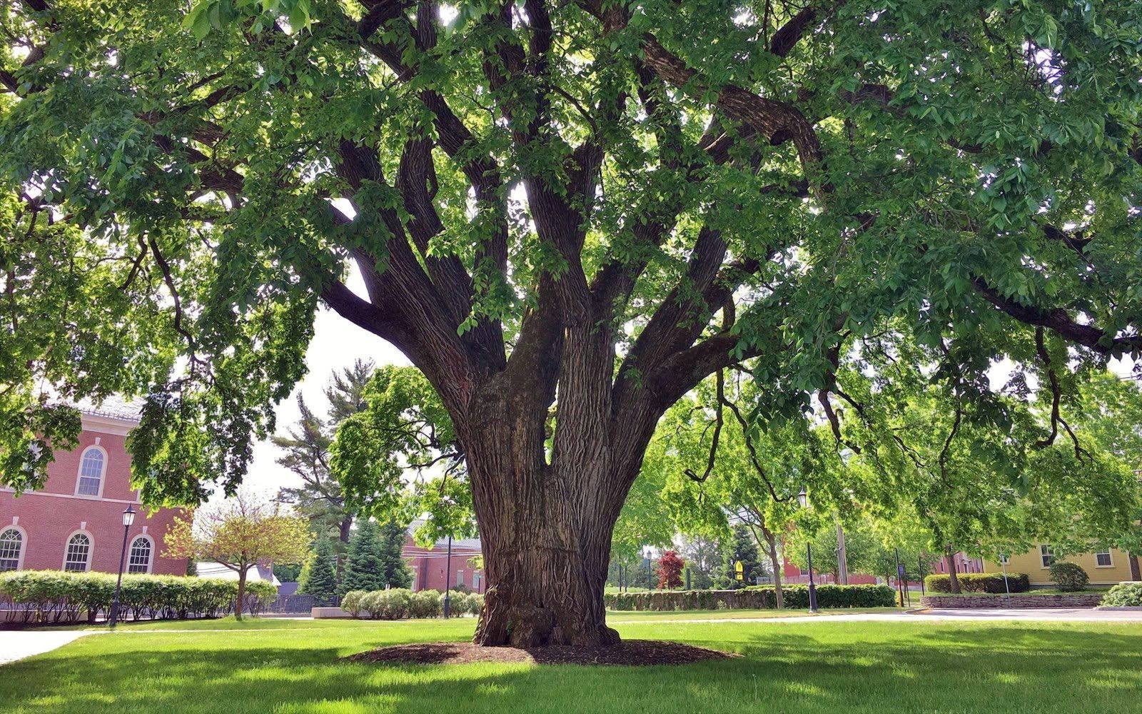 American White Elm Tree Seeds (Ulmus americana) Fast Growing Shade Tree, Hardy-2