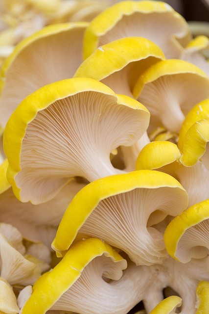 GOLDEN OYSTER mushroom spores spawn/mycelium (on dry seeds)