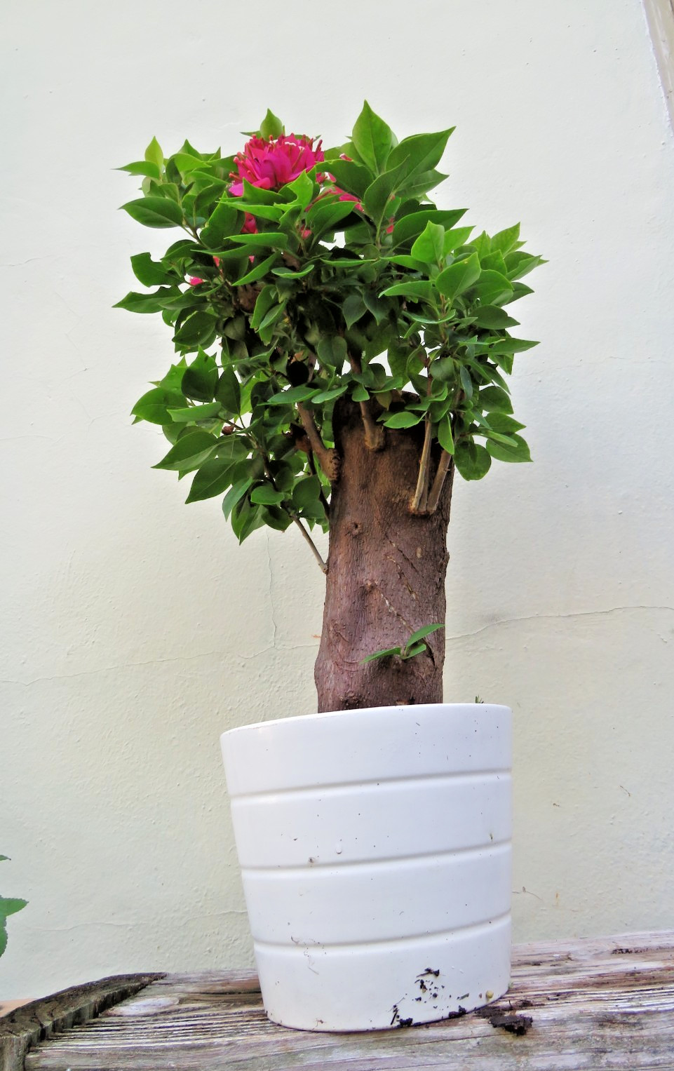 Live Bougainvillea Pink Pixie flowering plant, Thick Trunk Tropical Bonsai tree