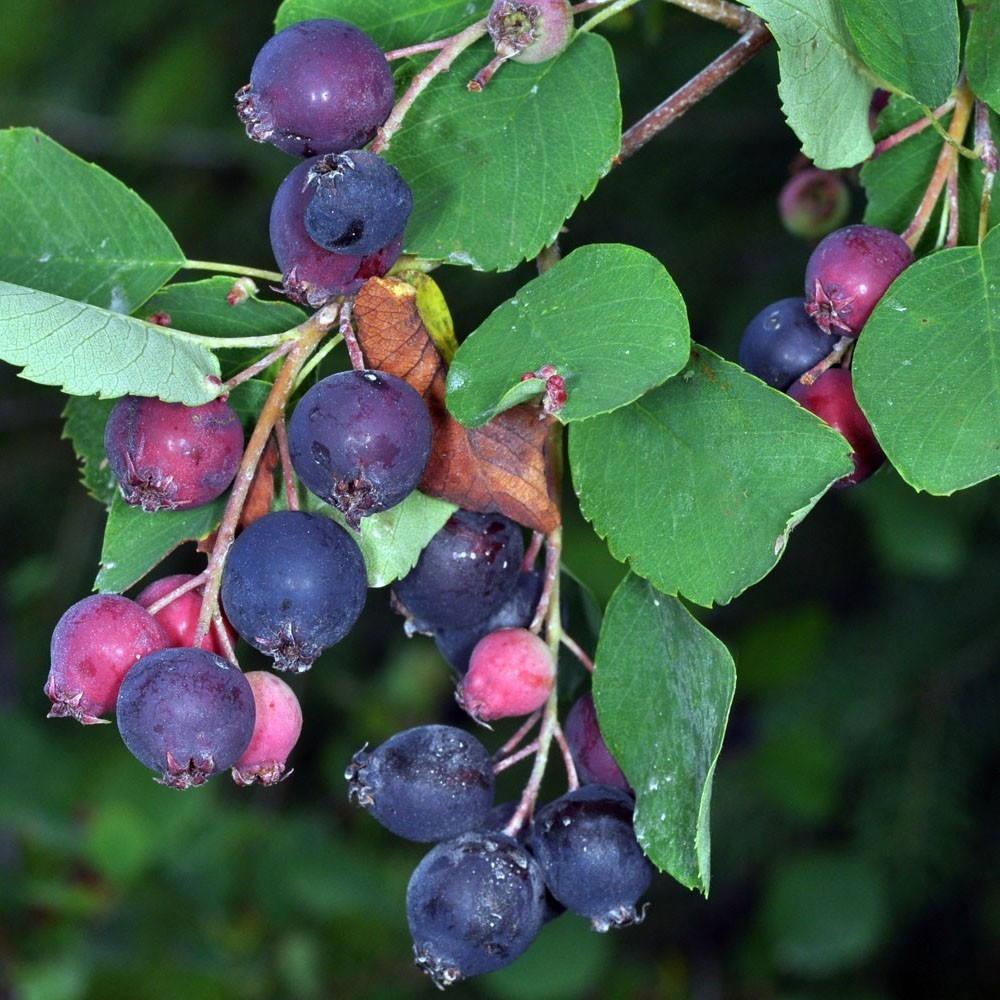 1 Saskatoon serviceberry plant Amelanchier alnifolia, edible . Zones 4-7