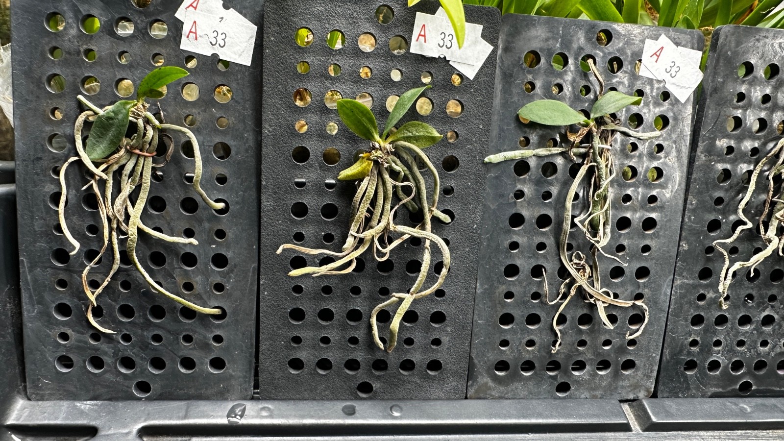Phalaenopsis wilsonii × sib mounted