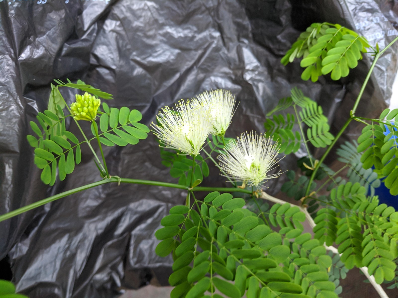 20 Brazilian Rain Tree Seeds | Pithecellobium tortum | Rare Bonsai Seeds