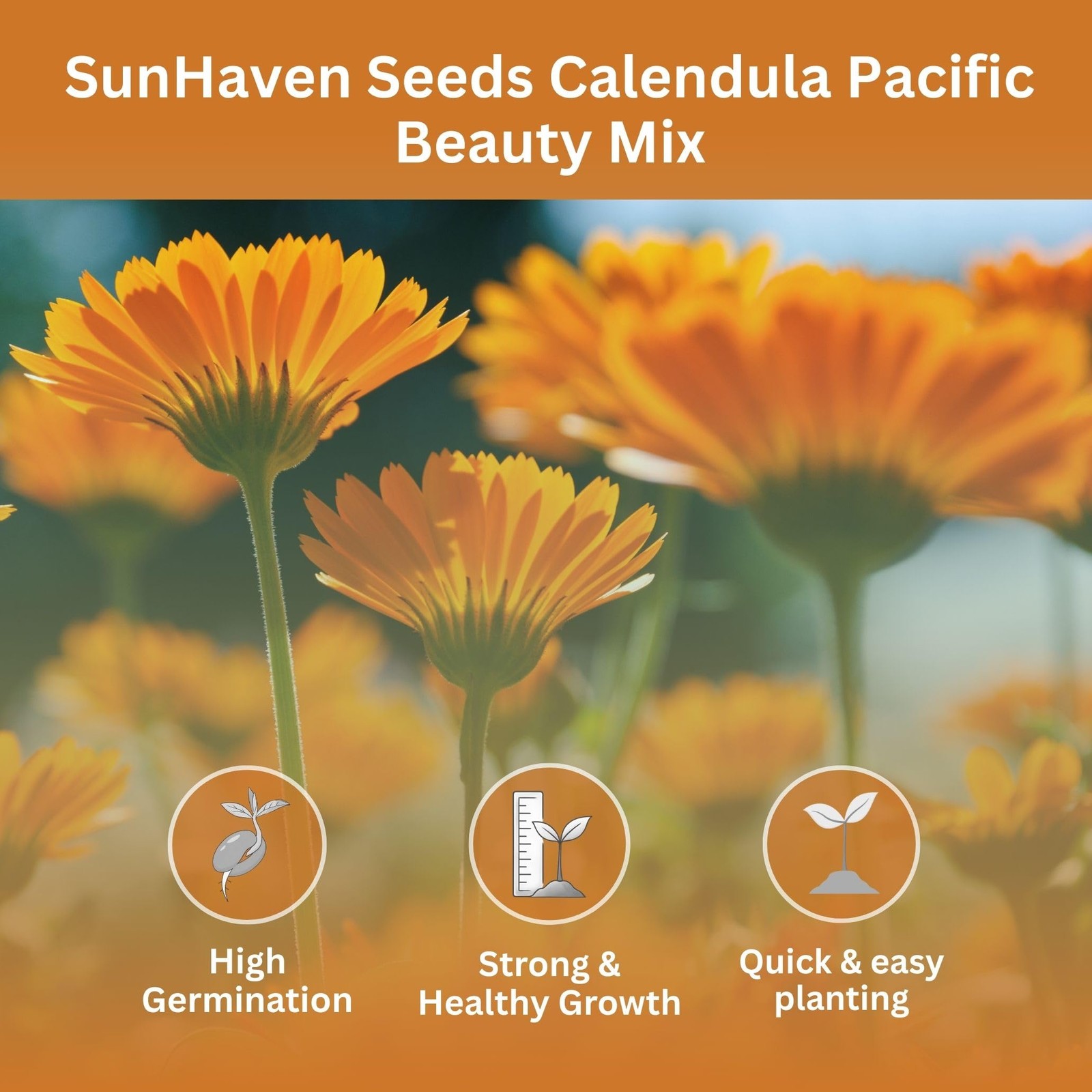 SunHaven Seeds Calendula Pacific Beauty Mix – 3,000+ Orange and Yellow