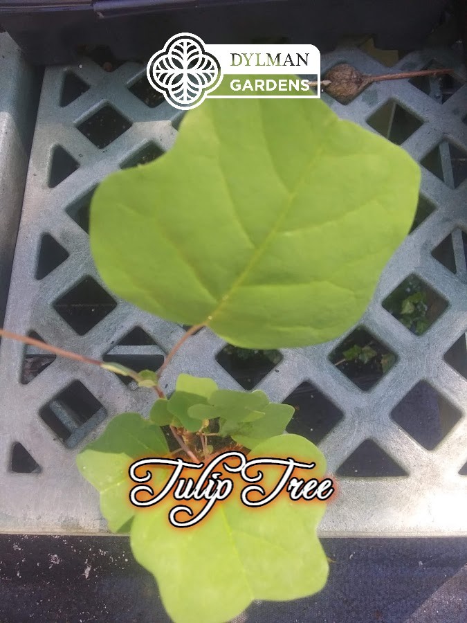 Tulip Tree (Liriodendron tulipifera) Whitewood – Tulip Poplar – Multiple Sizes