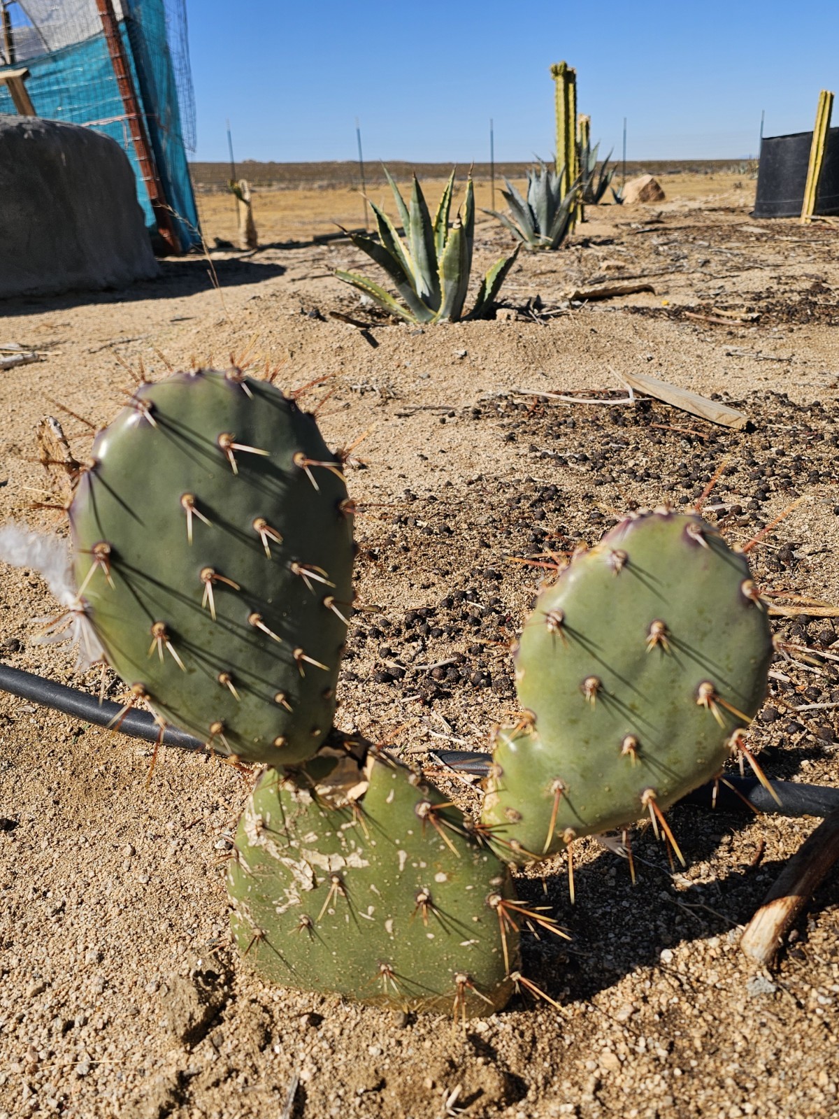 Opuntia Littoralis, Coastal Prickly Pear; 2 pads 4-7″ tall