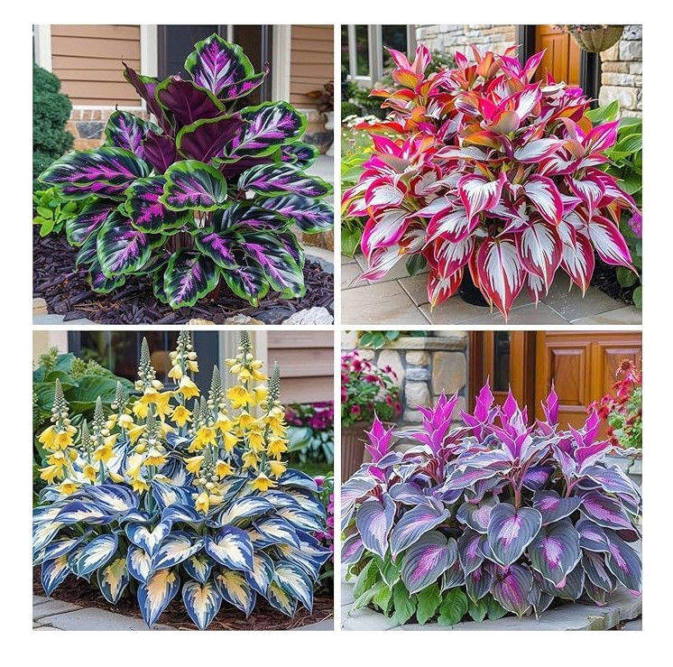 200 Hosta Seeds Perennial Shade Plants Easy Grow Garden Border Patio Pots