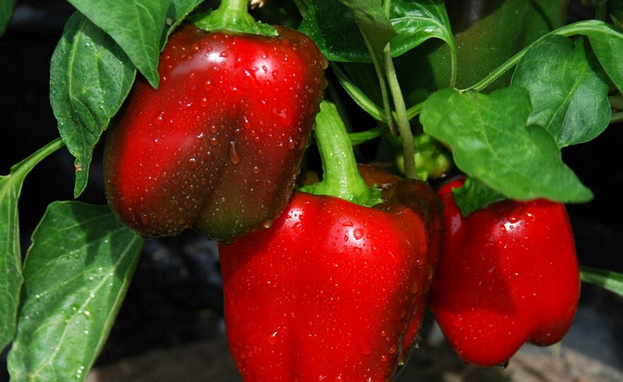 250 Big Red Bell Pepper Seeds Heirloom – Non-GMO – Always Fresh Seeds