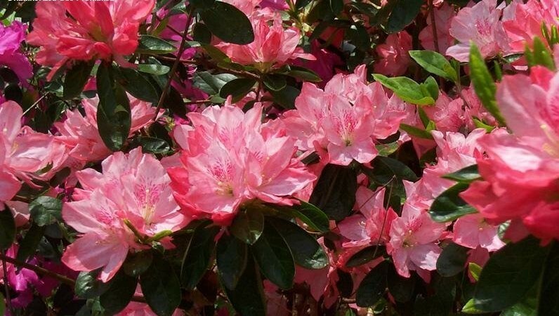 ~HAMPTON BEAUTY~~Azalea Rhododendron Deciduous Starter Plant~~RARE HEAVY BLOOMER