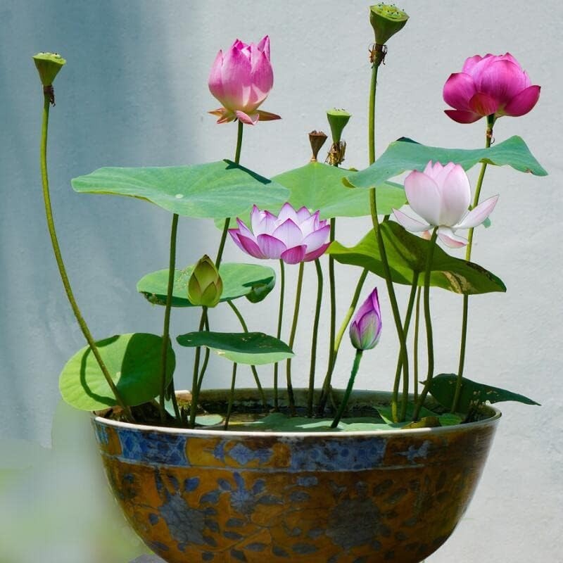 30PCS Non-GMO Bonsai Lotus Seeds for Gorgeous Aquatic Gardens – Easy Planting