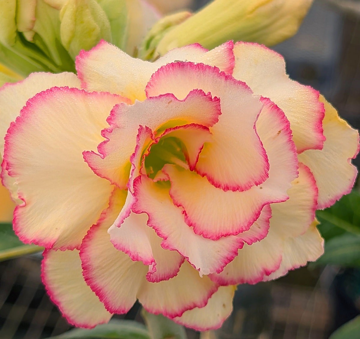 desert rose Adenium obesum plant CANDY Yellow with pink trim LARGE New stock “E”