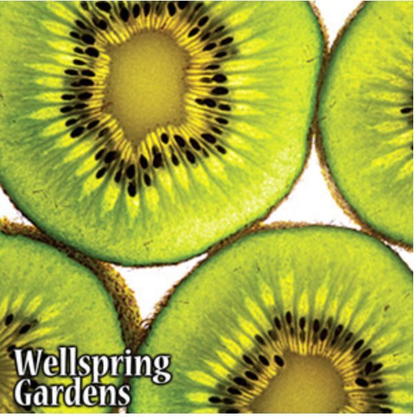 Vincent Female Kiwi – Actinidia chinensis – Live Plant