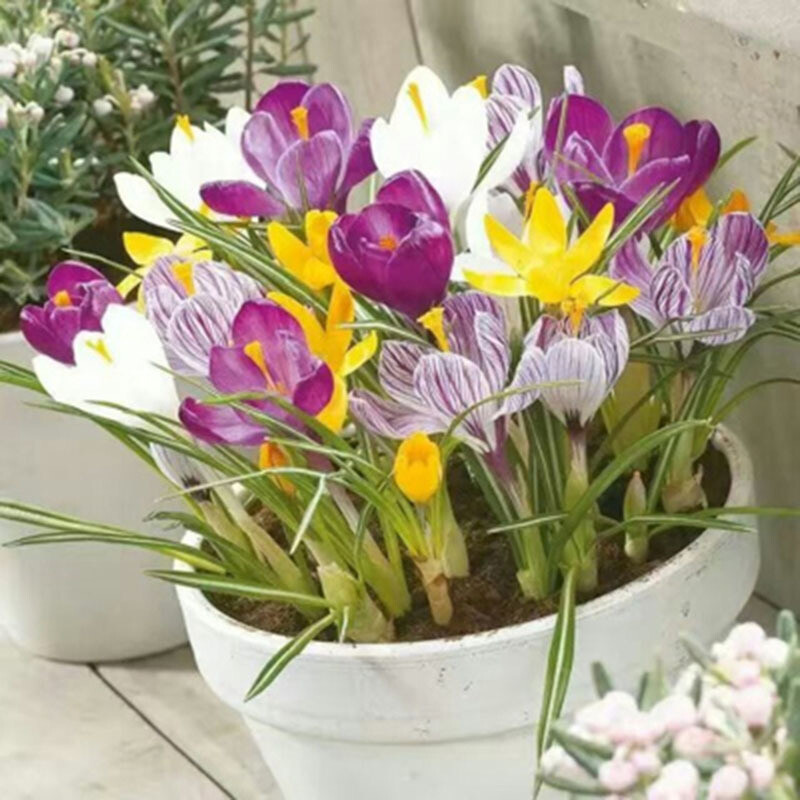 20 SEED PACK for Germination of Exotic CROCUS plant bloom bush flower garden bed