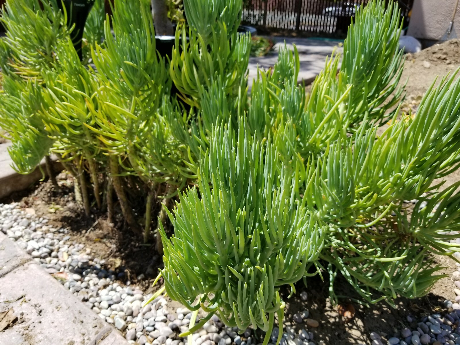 Senecio Vitalis Blue Serpents Mermaid’s Tail Chalk Fingers – Succulent Cuttings