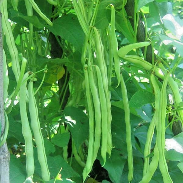 50+KENTUCKY WONDER Pole Bean Seeds Native Heirloom Vegetable Garden Fast Easy