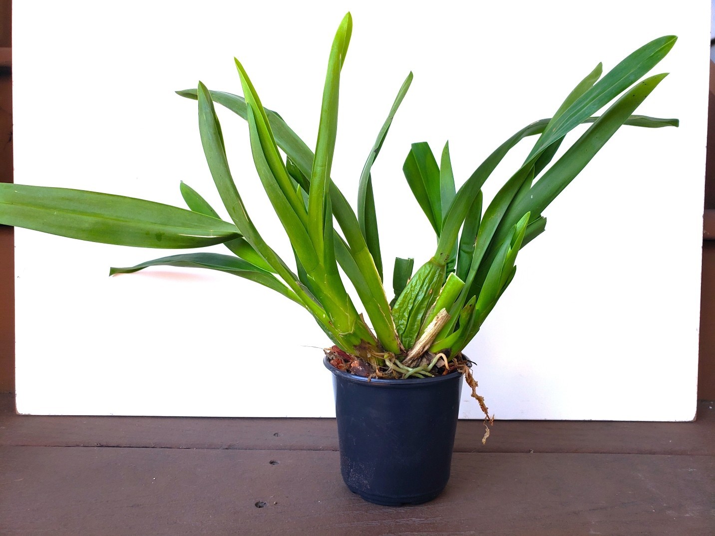 The Catatante ‘Sun King’ Orchid – Beautiful colorful blooms – Easy to grow !