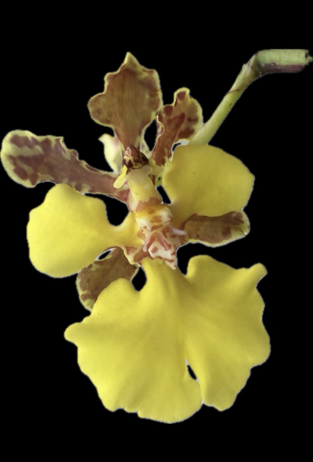 Oncidium (Trichocentrum) cebolleta Orchid Plant Mounted