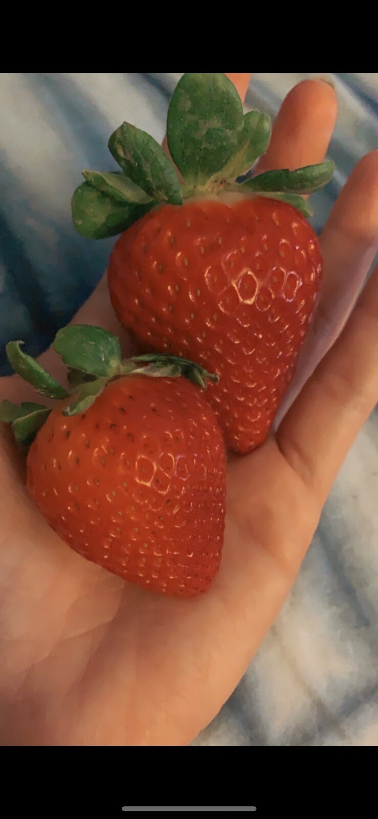 Strawberry Seeds 🍓 Homegrown Edible Garden Fruit Organic Sweet NonGMO Berry USA