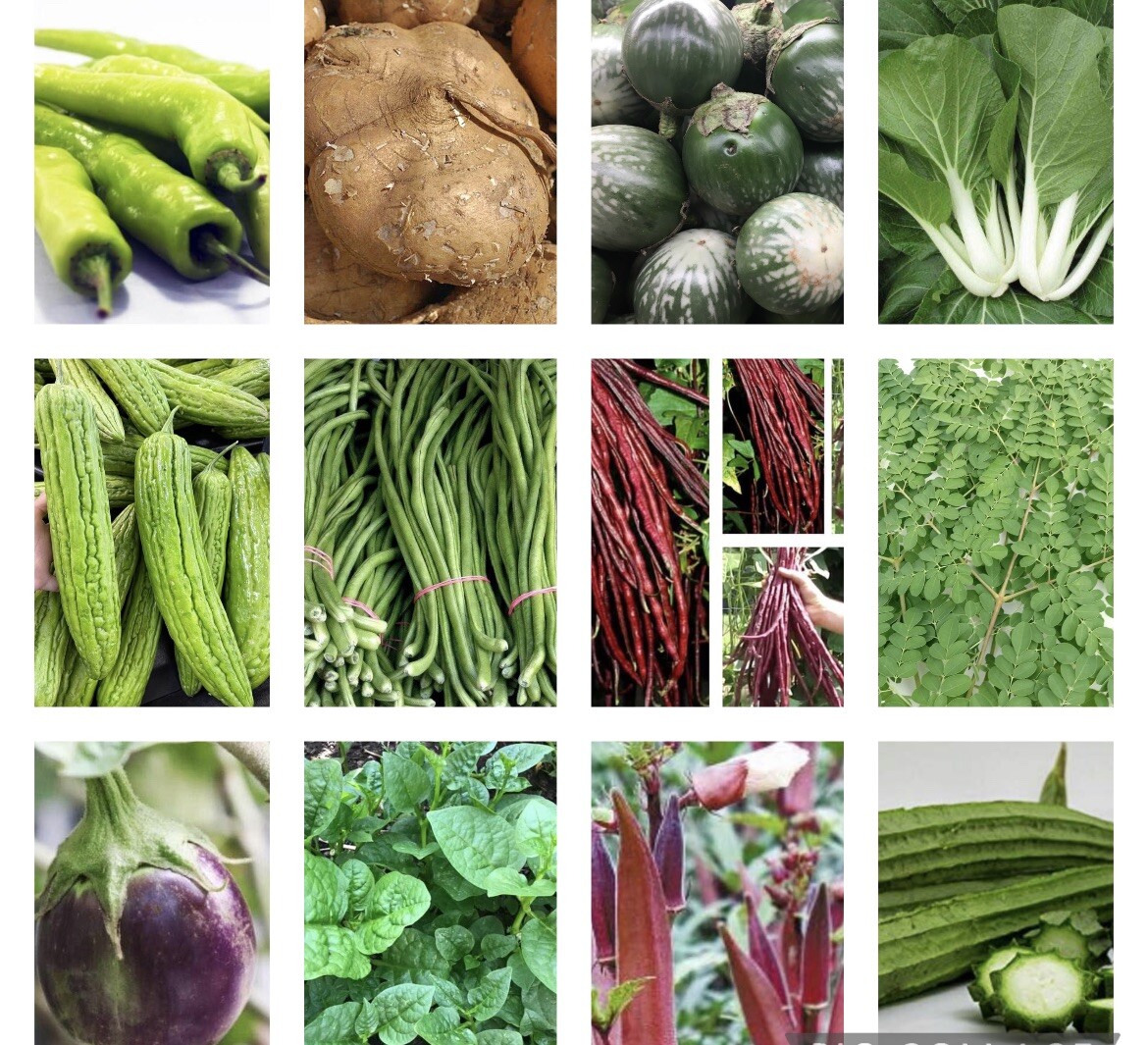 20 Variety of Asian Vegetable Seeds for Planting. NON GMO.