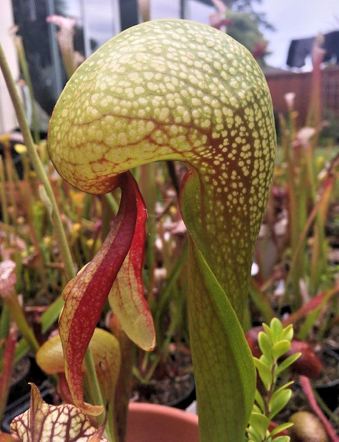 Darlingtonia californica Cobra Lily Medium Division BEAUTIFUL RED TONGUE!