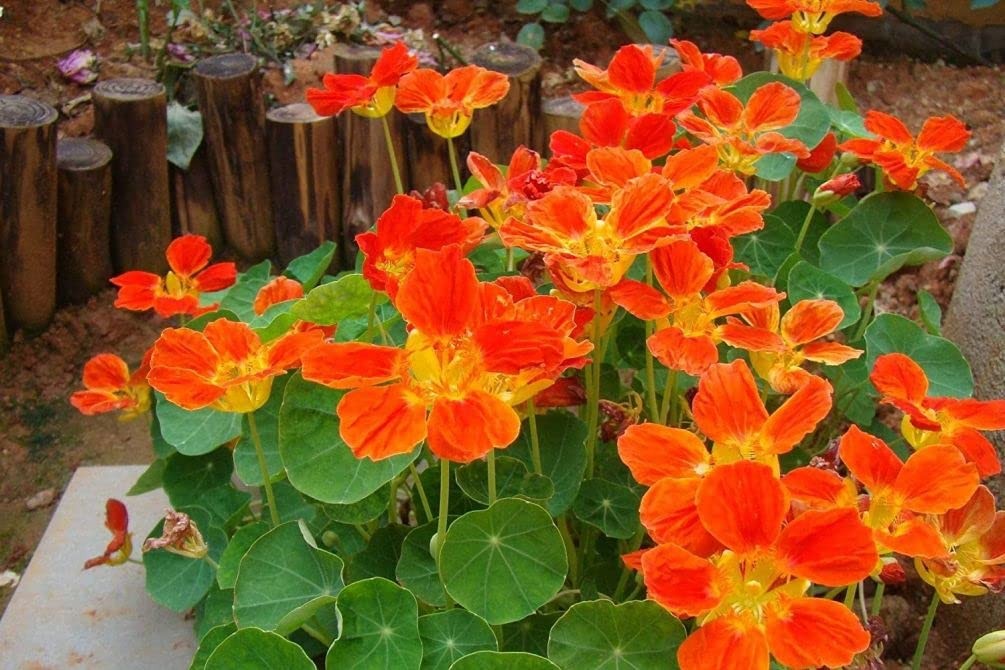 50 Pcs Nasturtium (Tropaeolum Nanum) Flower Seeds Non-GMO Plant