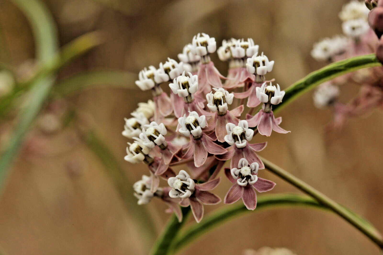 1,000 ASCLEPIAS FASCICULARIS Seeds (Narrowleaf Milkweed) Bulk Butterfly Flower