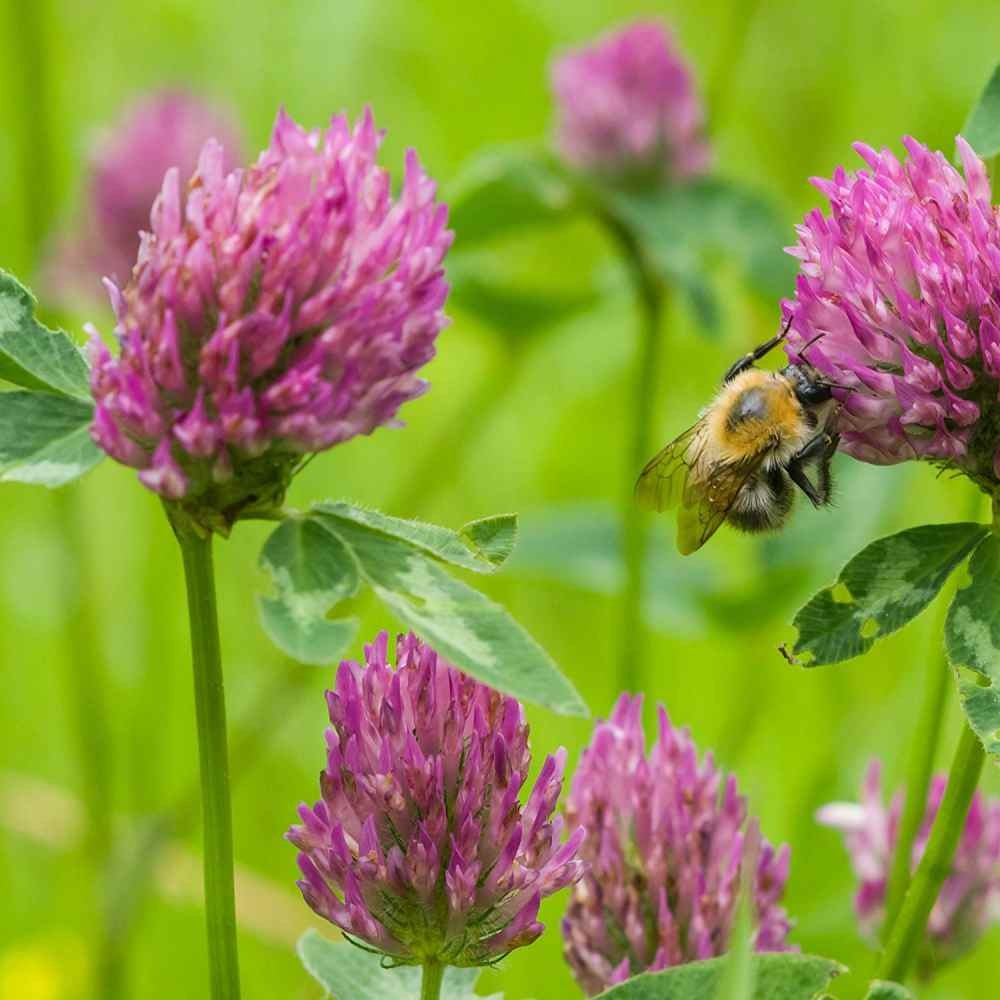 40 LBS – Inoculated Red Clover Seeds – Trifolium Pratense Clover