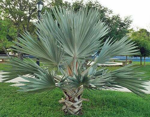 Brahea armata | Blue Hesper Palm | Gray Goddess | 5 Seeds