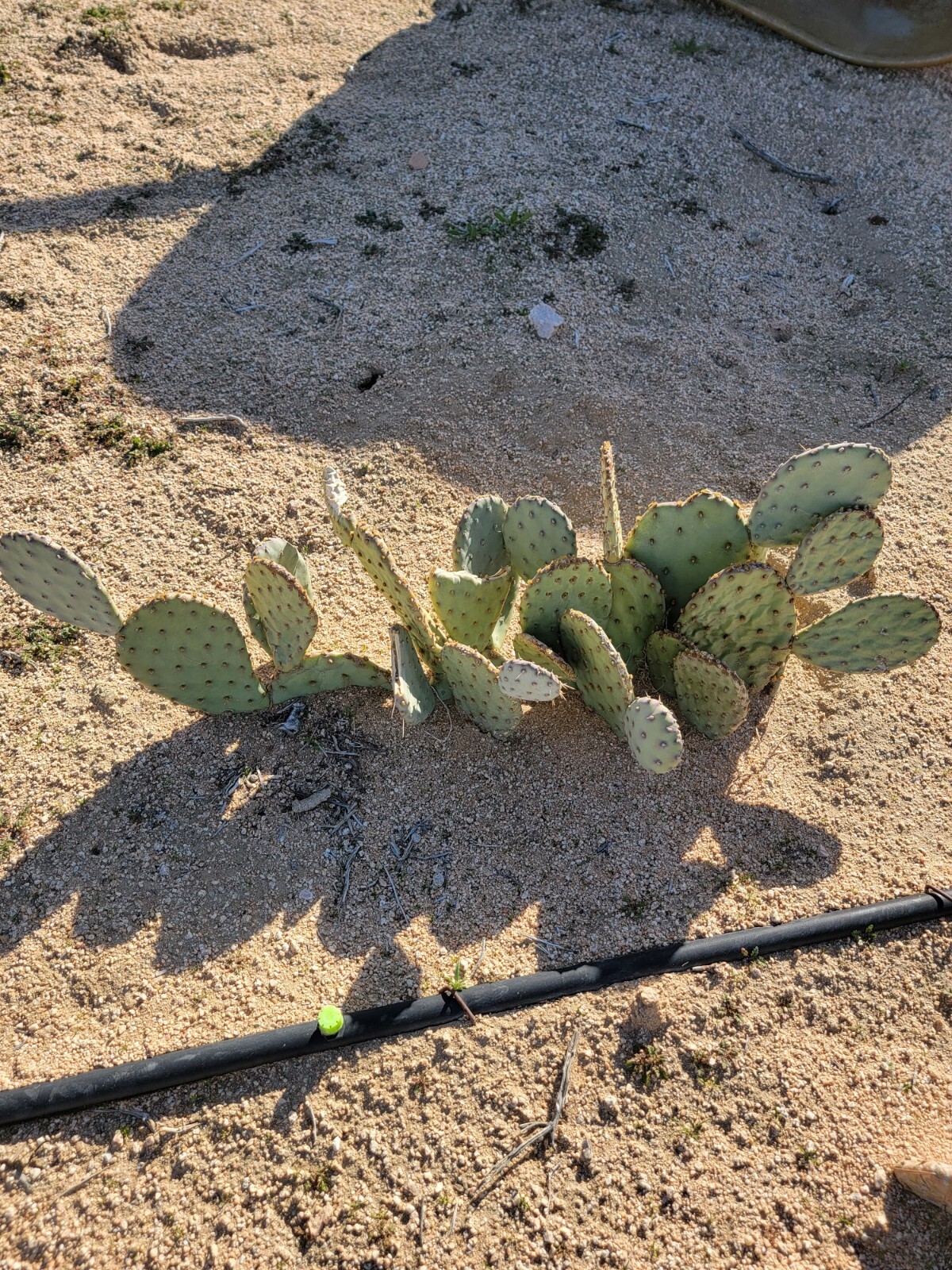 Desert Prickly pear ( Opuntia Phaeacantha), 2 Pads 4-7″ [cold hardy -20F]