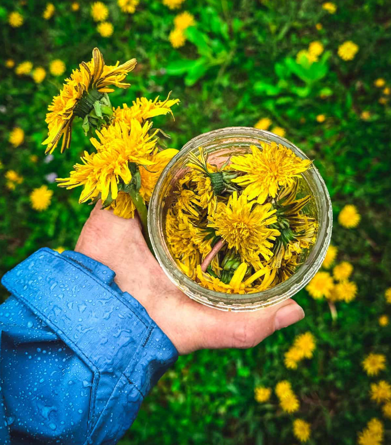 3 Live Dandelion Herb Plant – Taraxacum officinale–Edible Herbal Plant in 4″ Pot