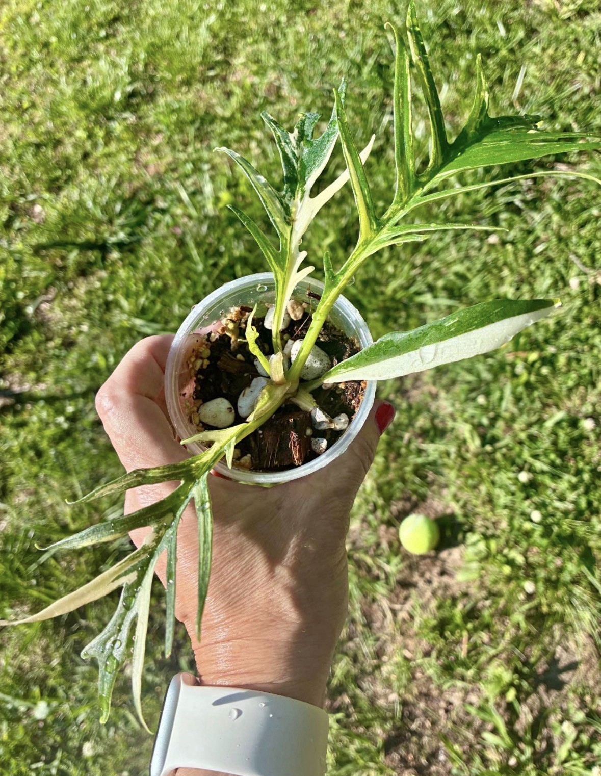Variegated Philodendron Tortum Starter Plant – 2.5” Grow Pot