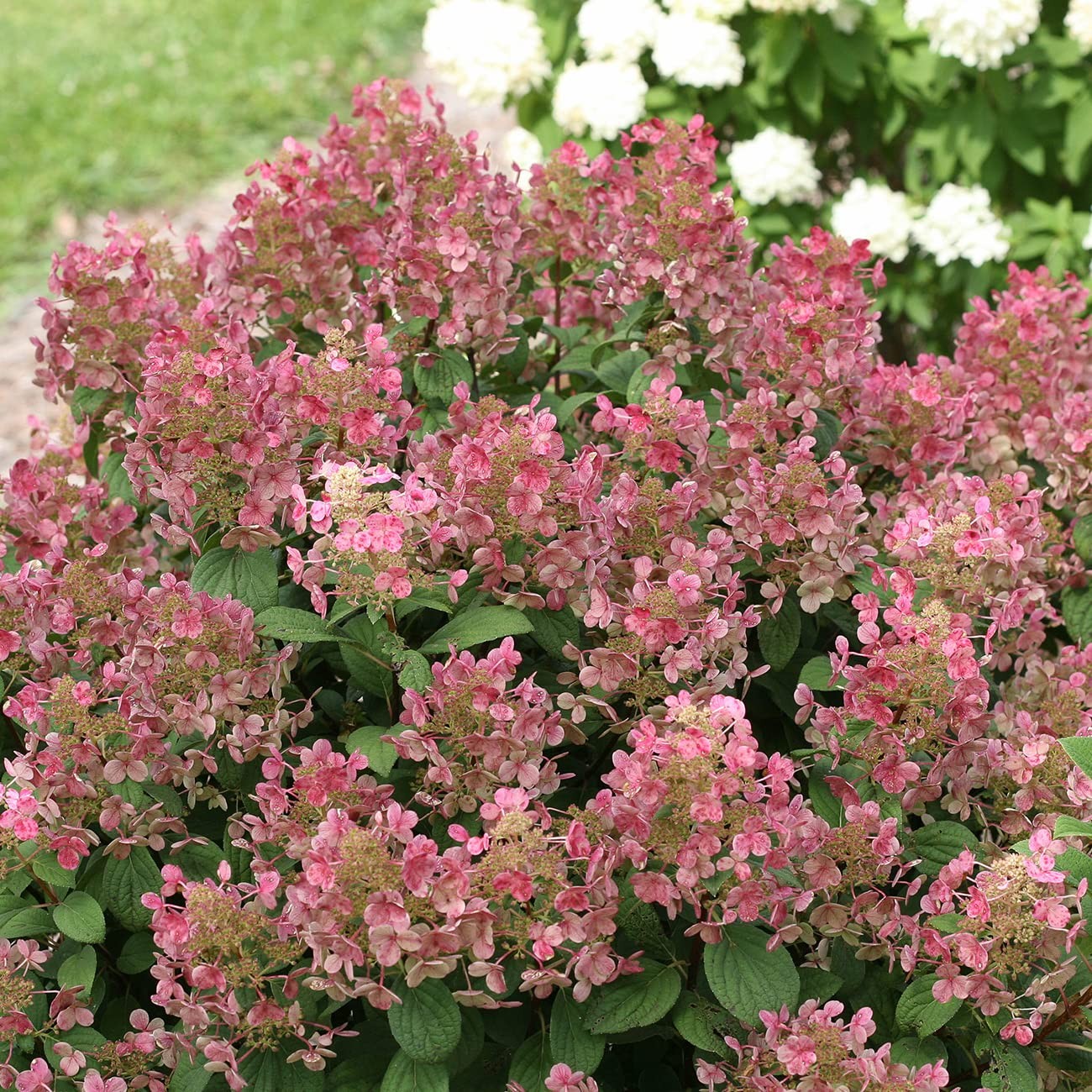 Little Quick Fire Hydrangea Shrub in 3 Gallon Pot | Early Blooming White to P…