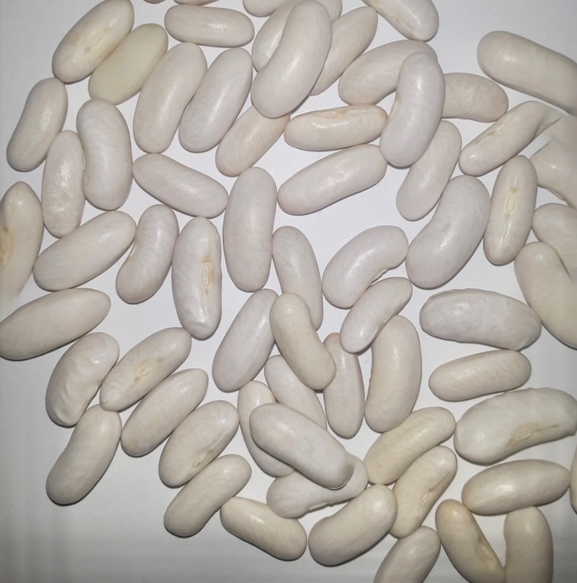 Organic Blue Lake 274 Bush Green Bean Seeds, Heirloom/Non-GMO, Fresh 2026 🇺🇸