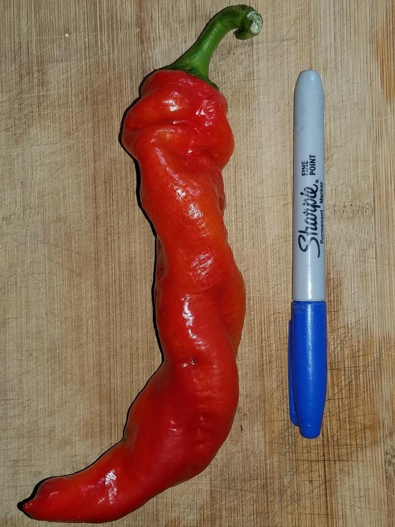 Cowhorn Chili Pepper Seeds – Long Red Chili – Moderate Heat – Non-GMO Garden See