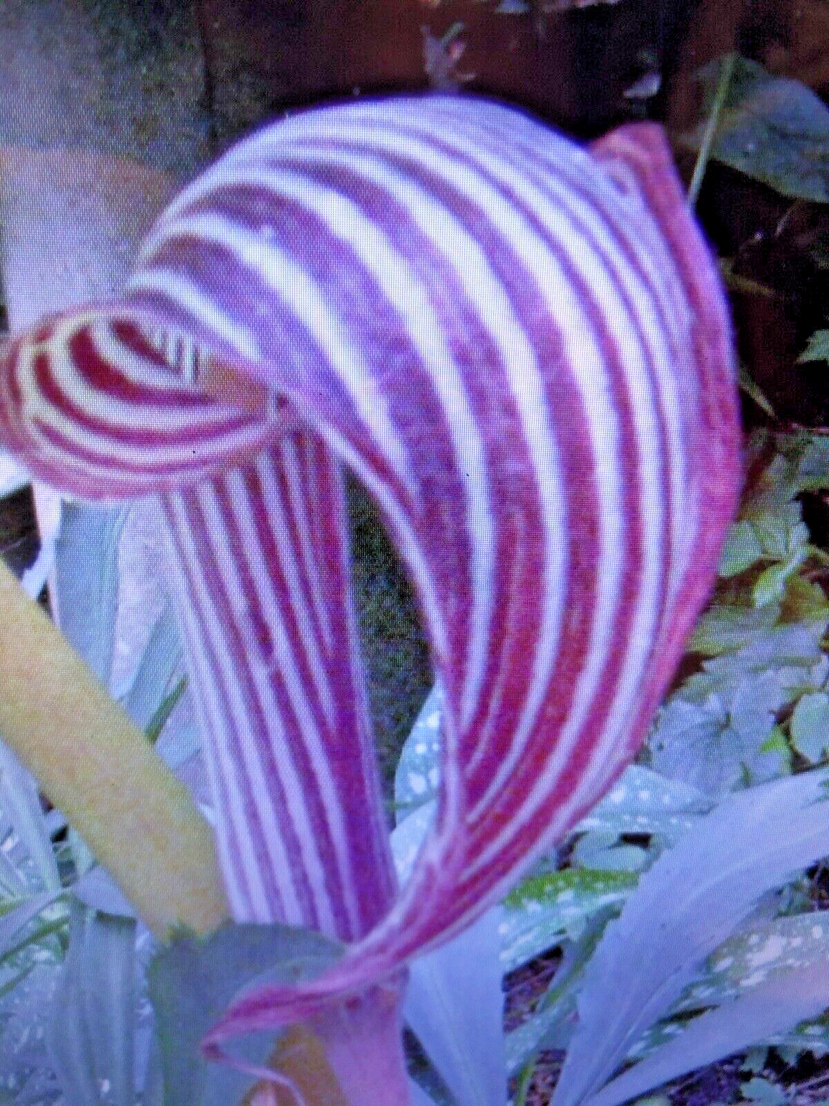 ARISAEMA FARGESII -1 Cobra Lily Bulb with Growing Shoot and Well Developed Roots