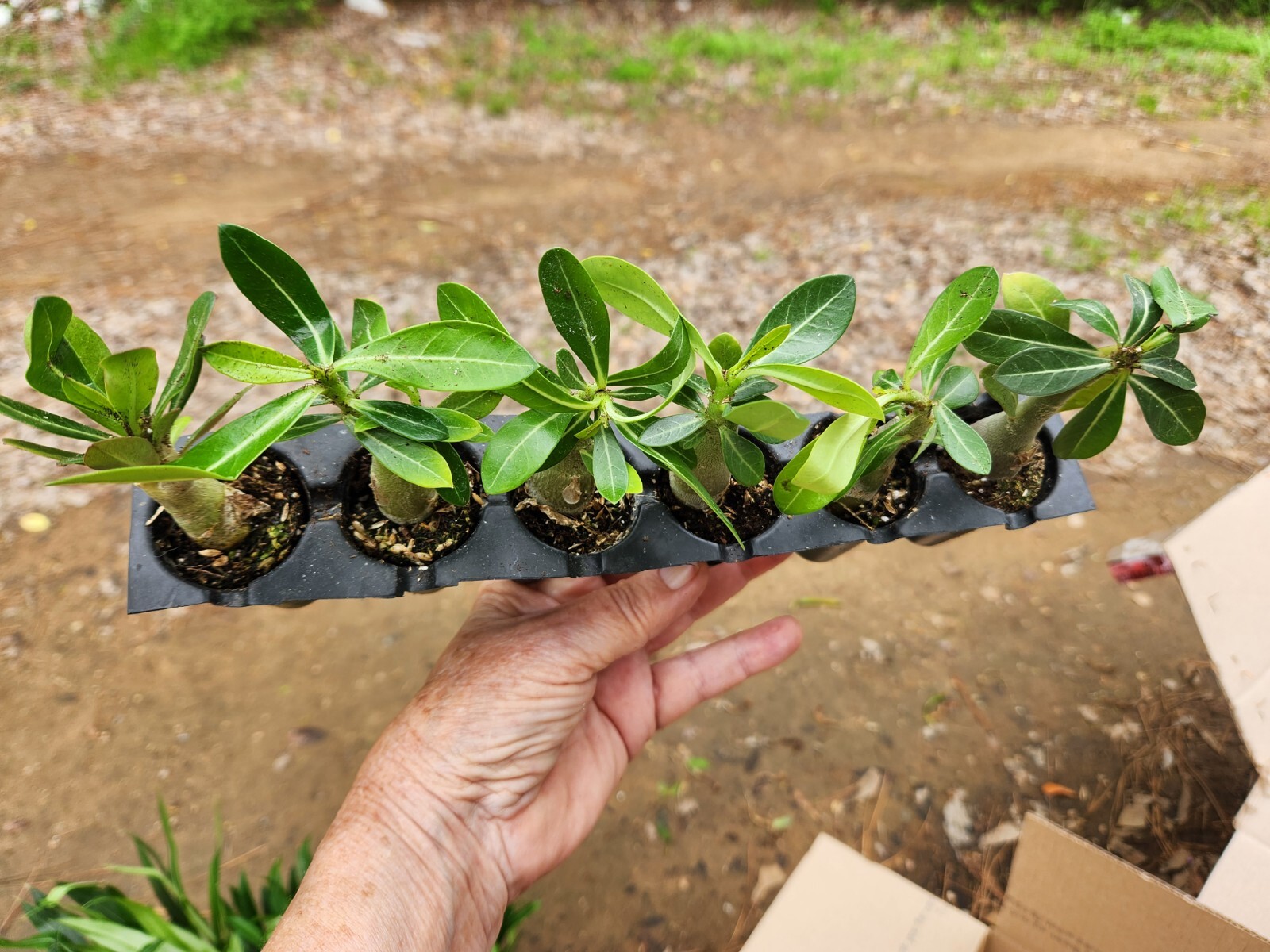 25 Desert Rose Plants, Adenium Obesum Mixed colors 2-3″ tall Seedling Resell
