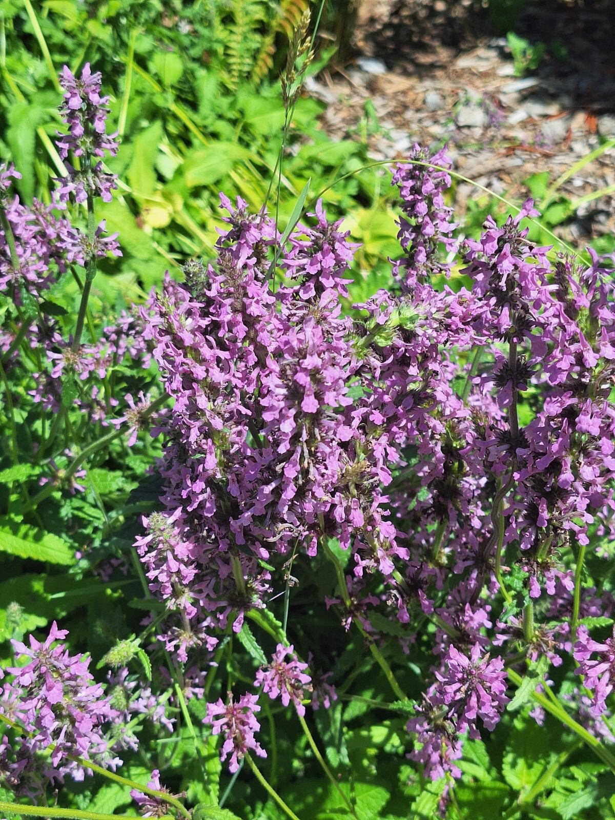 AGASTACHE 200 SEEDS, HYSSOP, PINKISH-PURPLE FLOWERS, HARDY PERENNIAL