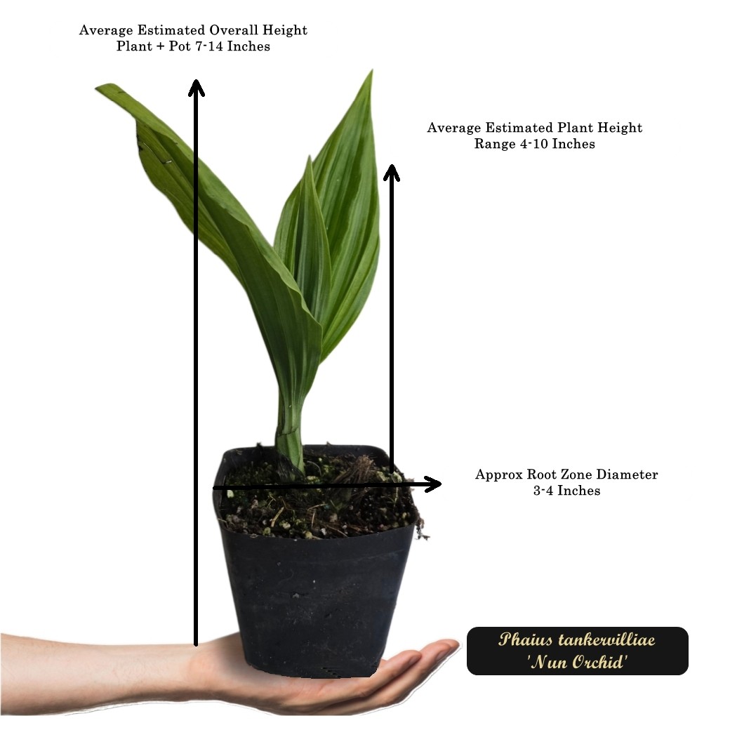 Nun Orchid Tropical Shade Garden Live Plant Unusual Pink Brown Bloom Starter