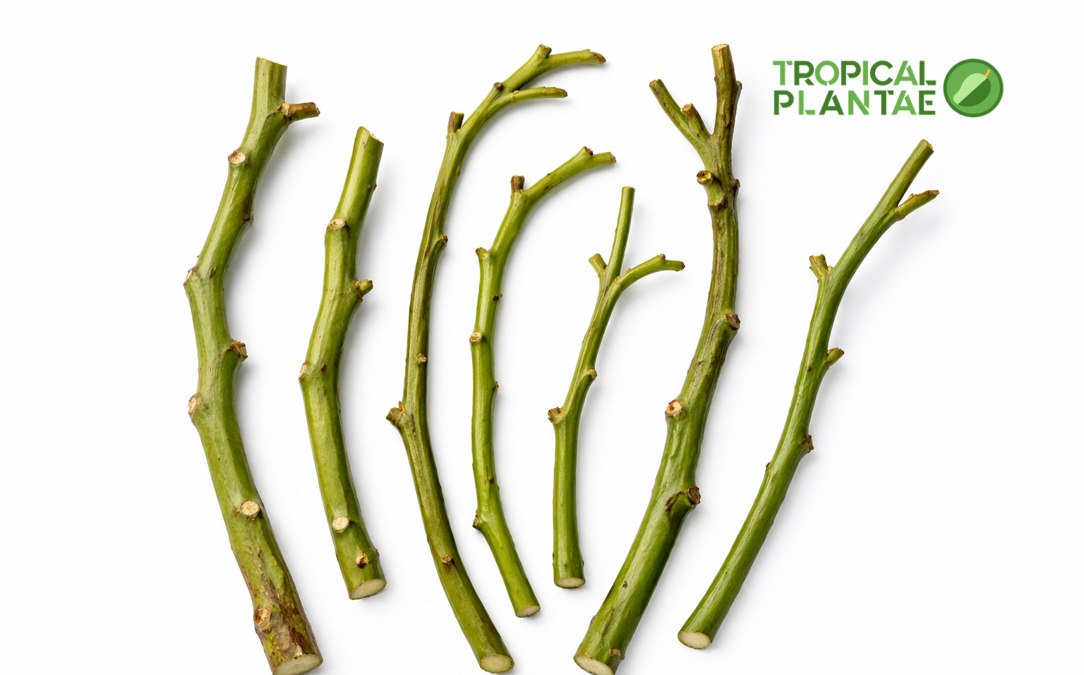 Marcus Pumpkin Avocado 5 Cuttings – Live Avocado Propagation Material – Premium