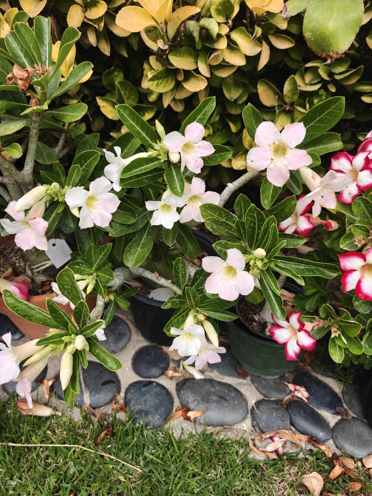 desert rose plant from usa