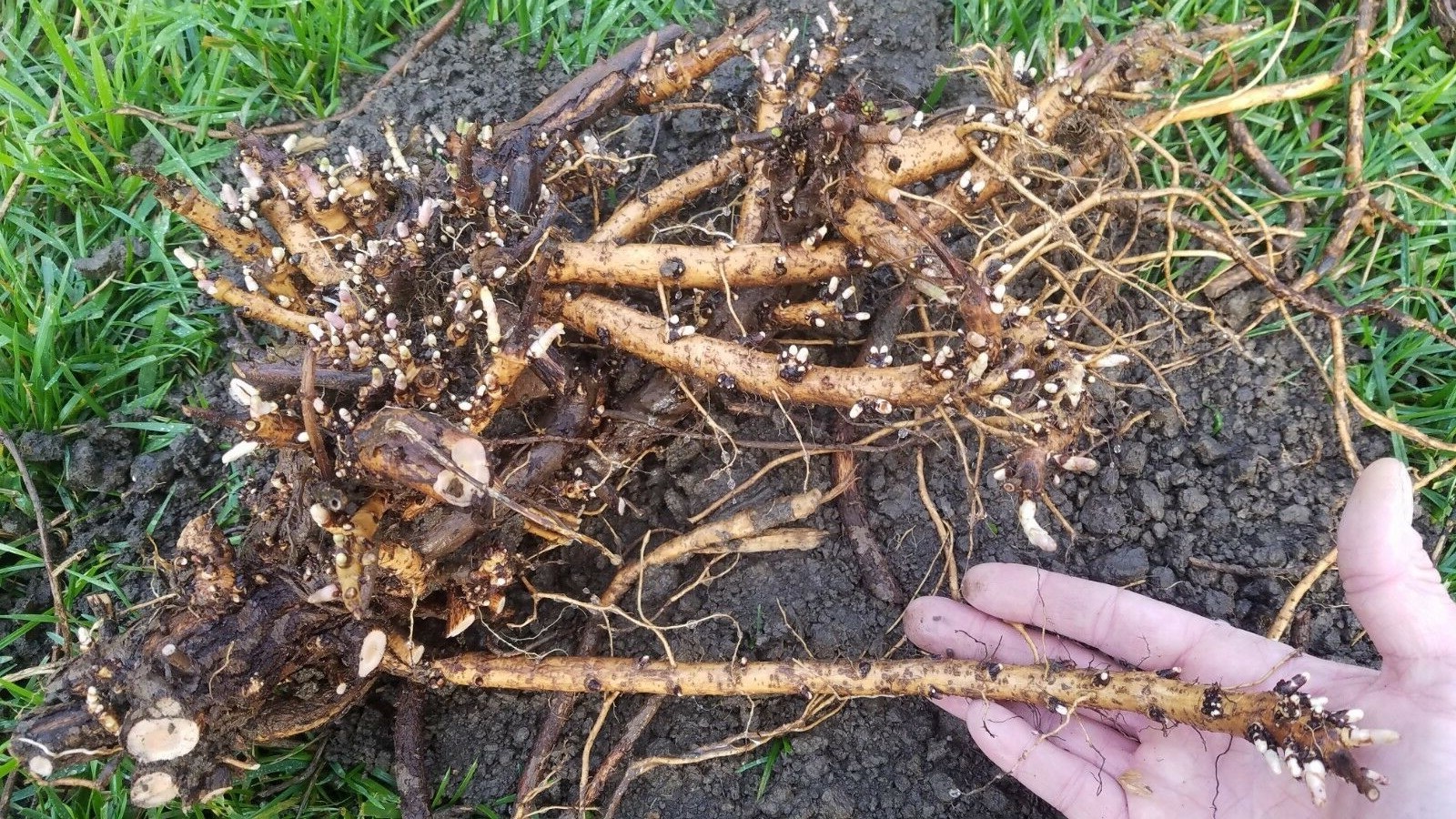 Hop Rhizomes – Cascade, Columbus, Glacier, Nugget, Chinook, Mt. Hood and more