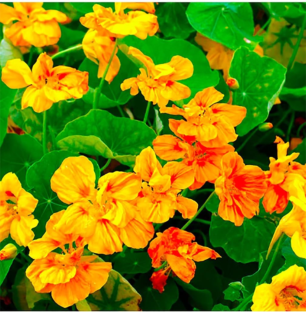 Red and Yellow Climbing Nasturtium Seeds – 60 red yellow