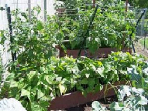 ROYAL BURGUNDY BUSH Bean Seeds, Heirloom Seeds – NON GMO, Every kids favorite.
