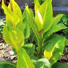 Canna Lily Pretoria / Bengal Tiger: Variegated Green Foliage – 2-Rhizomes