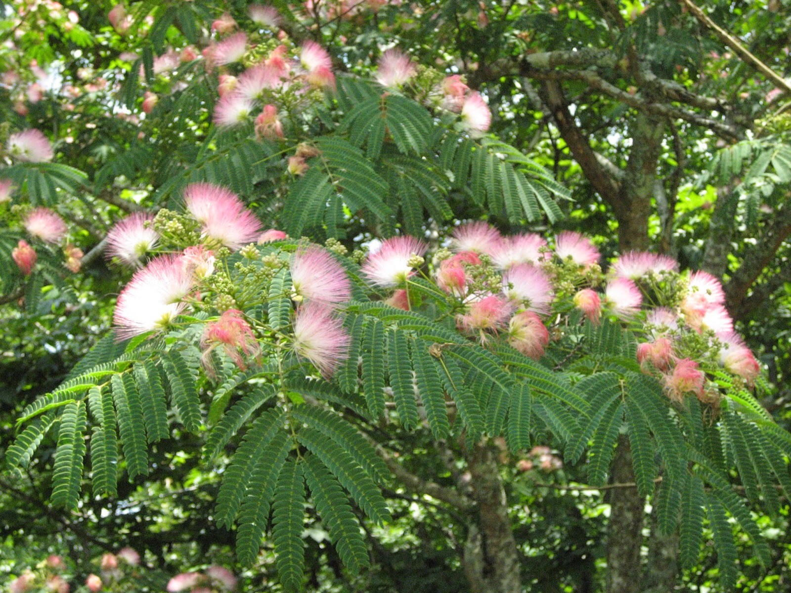 MIMOSA TREE SET OF 20 SEEDS