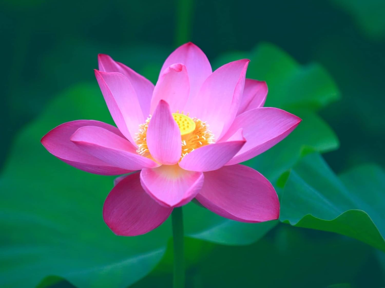 30PCS Non-GMO Bonsai Lotus Seeds for Gorgeous Aquatic Gardens – Easy Planting