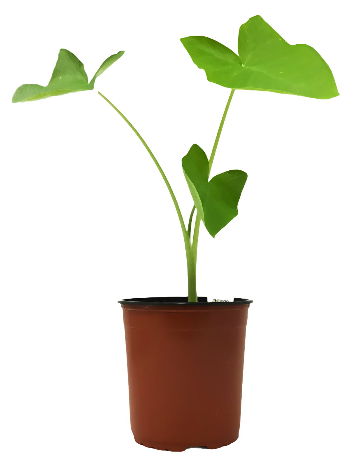 FlowerPotNursery Elephant Ear Xanthosoma / Colocasia spp. 1 Gallon Pot