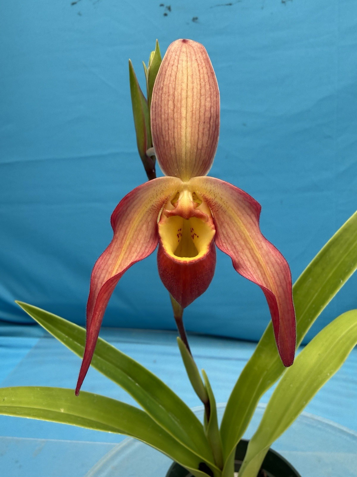 Phragmipedium Vittabess Orange Red Yellow Orchid Hybrid Tall Spikes 4” Pot